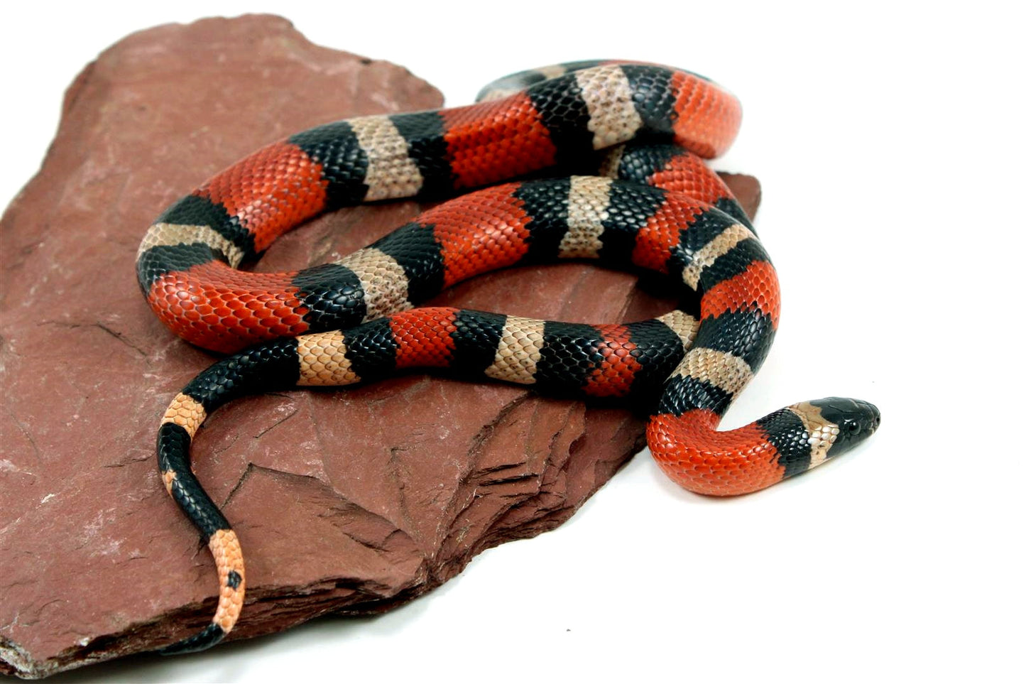 Apricot Pueblan Milksnake All Reptiles