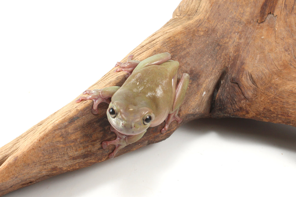 Adult White's Tree Frog