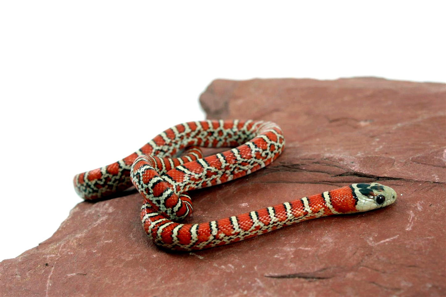Chihuahua Mountain Kingsnake All Reptiles