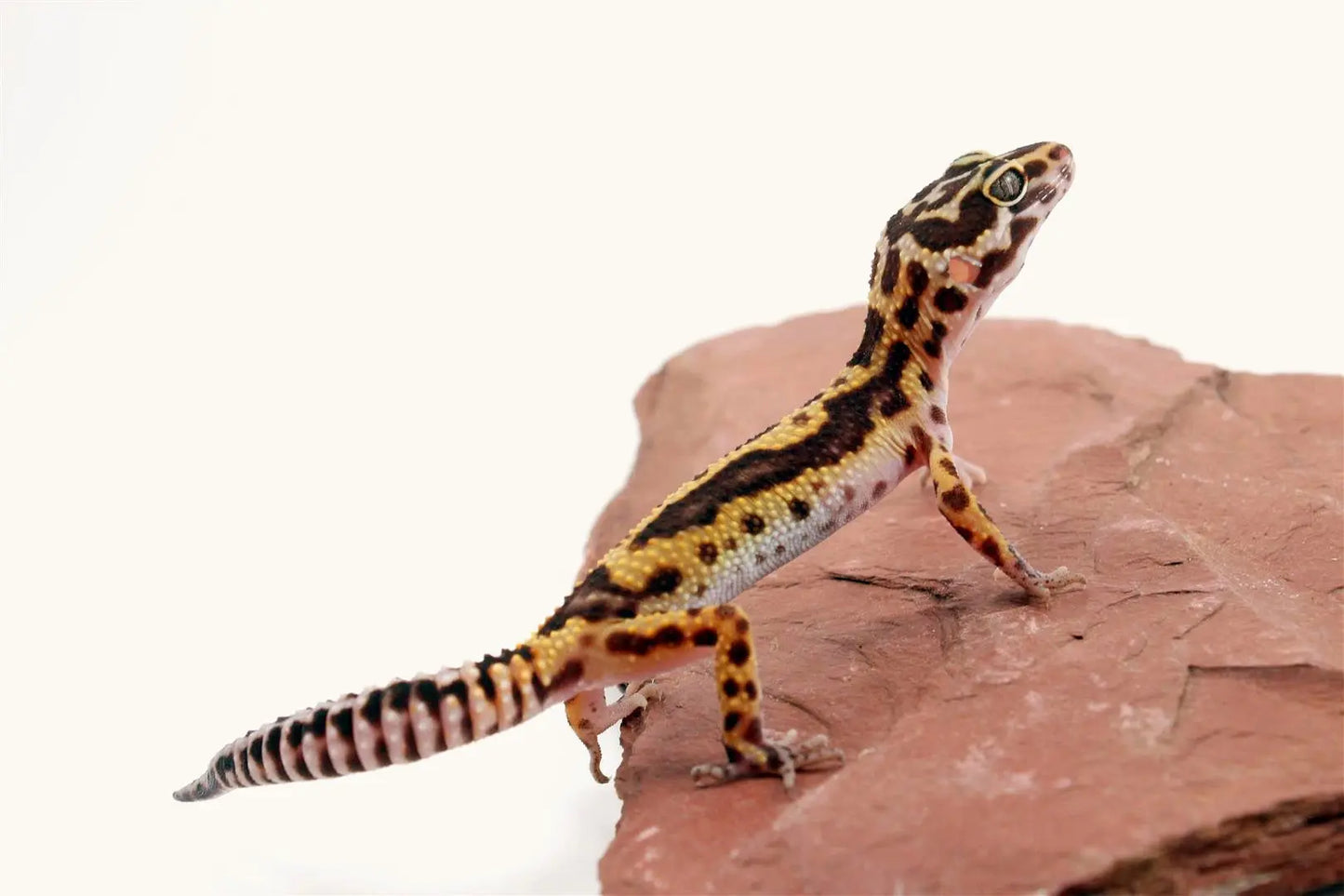 Albino Jungle Leopard Gecko All Reptiles