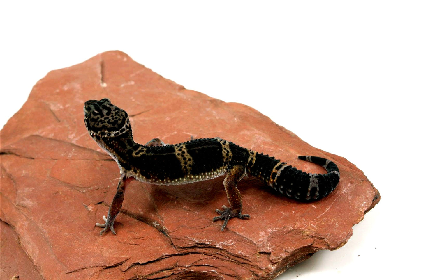 Medium Grade Black Night Leopard Gecko All Reptiles