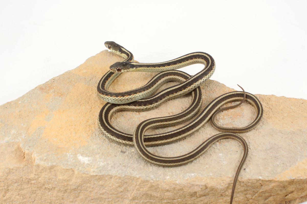 Hybrid Garter Snake - Plains X Eastern