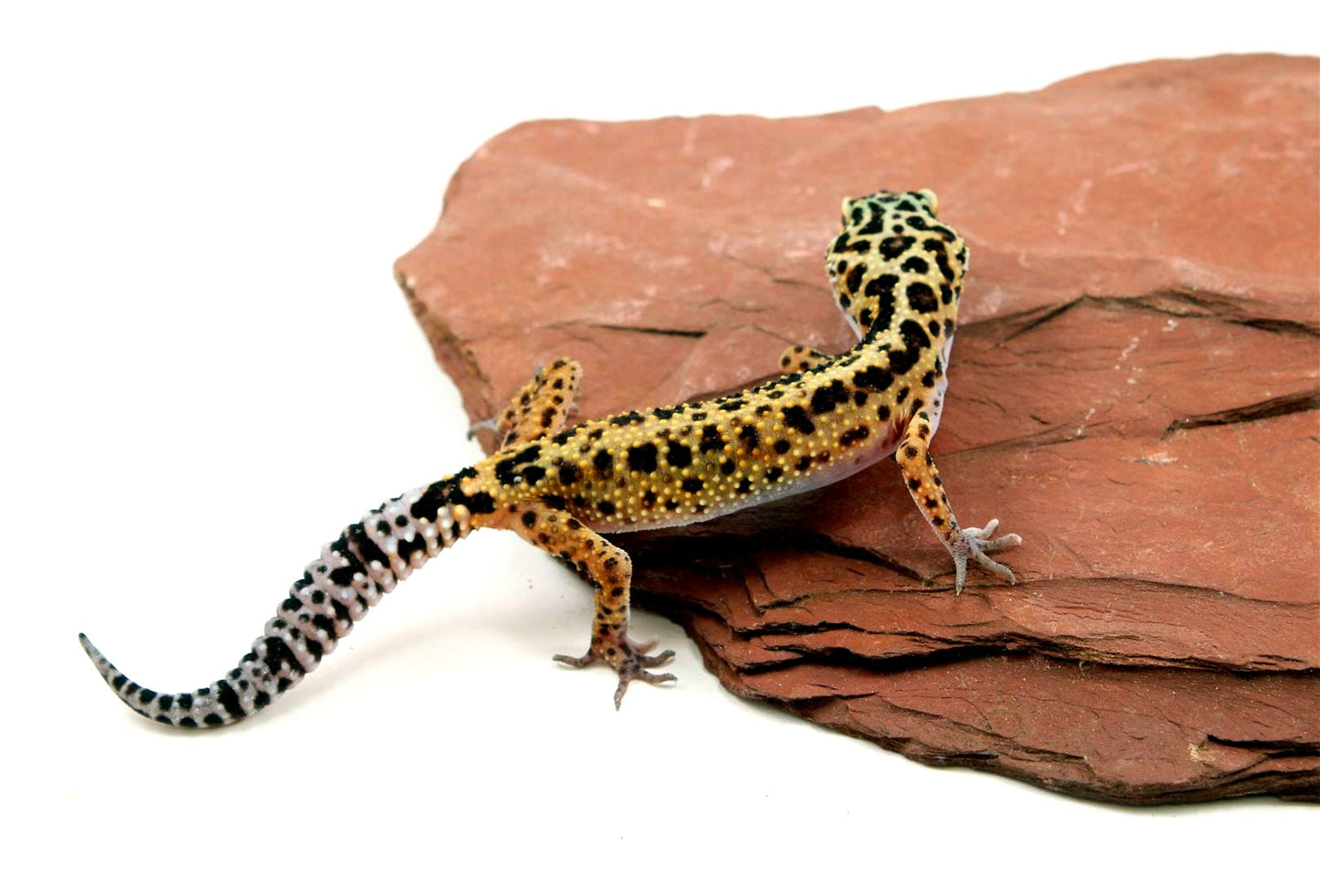 Classic Leopard Gecko All Reptiles