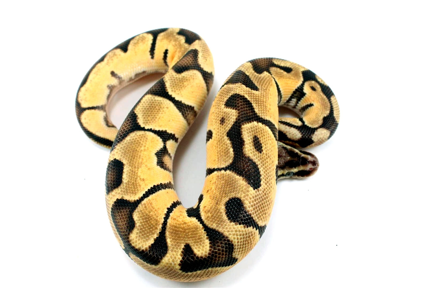 Pastel Fire Orange Dream Ball Python All Reptiles