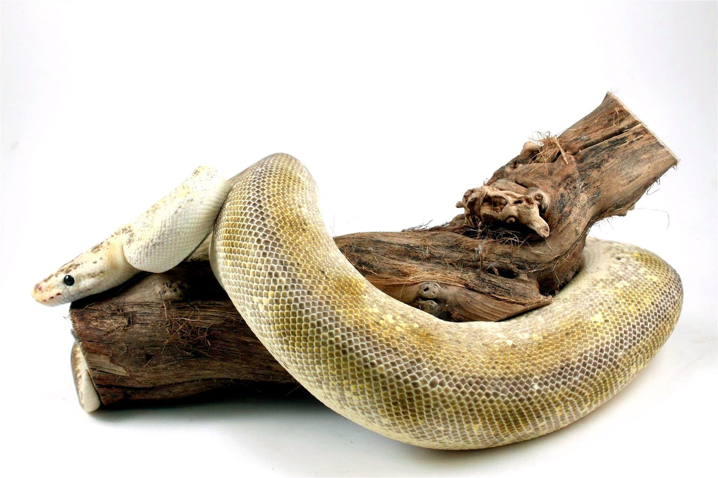 Champagne Pewter Ball Python All Reptiles