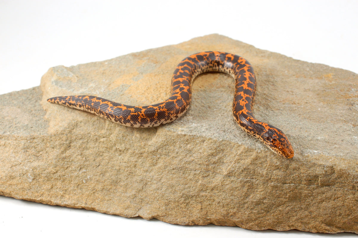Double Het Albino/Paradox Kenyan Sand Boa