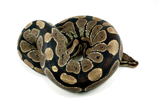 Fire Granite Ball Python All Reptiles