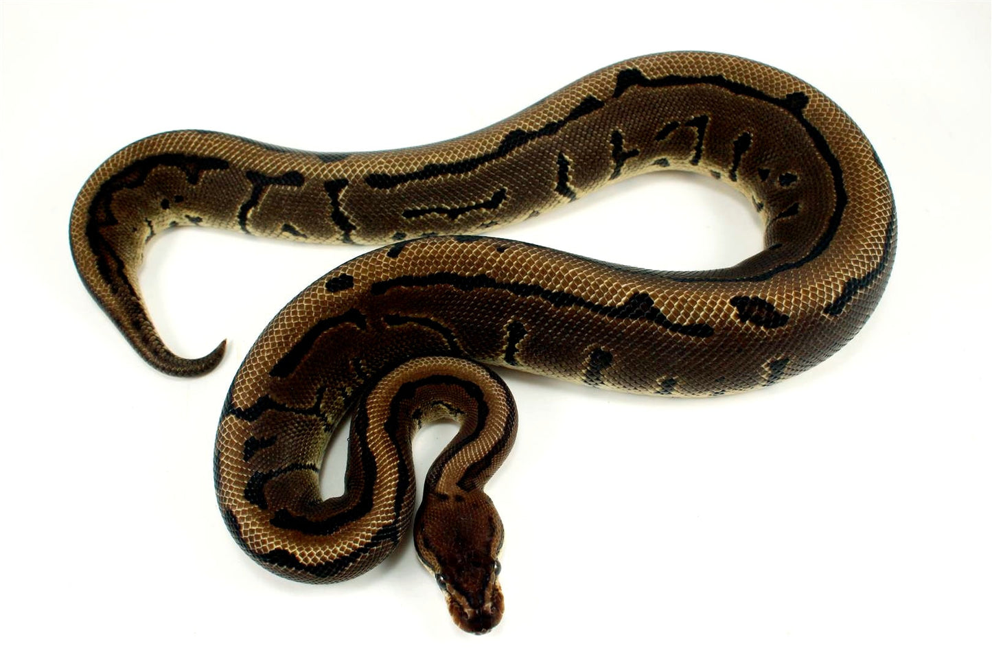 Leopard Pinstripe Ball Python All Reptiles
