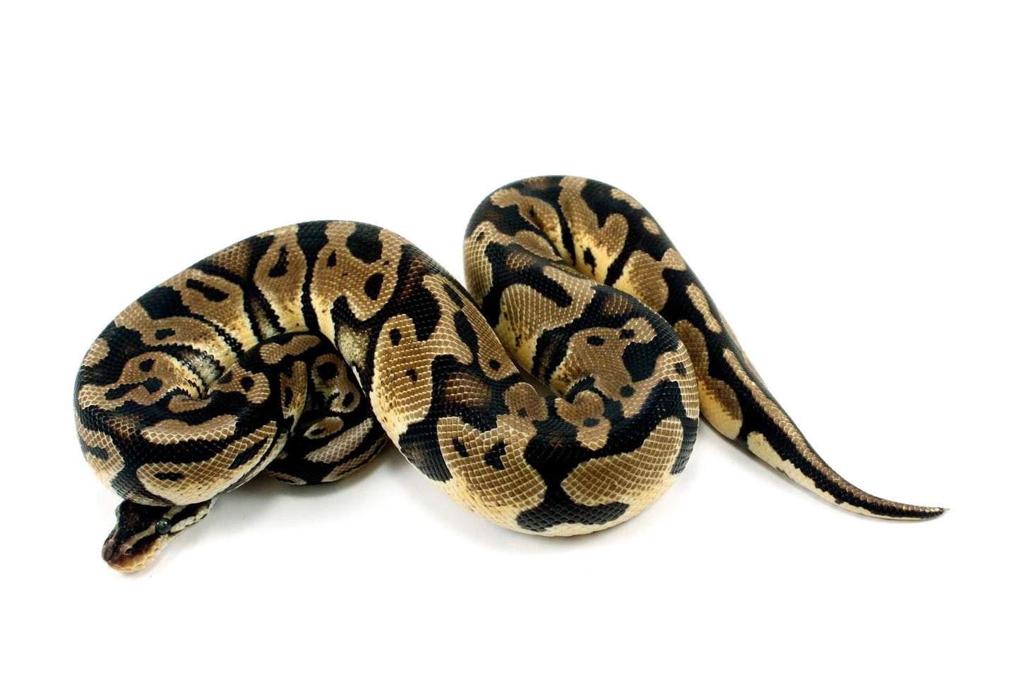 Leopard Orange Dream Ball Python All Reptiles