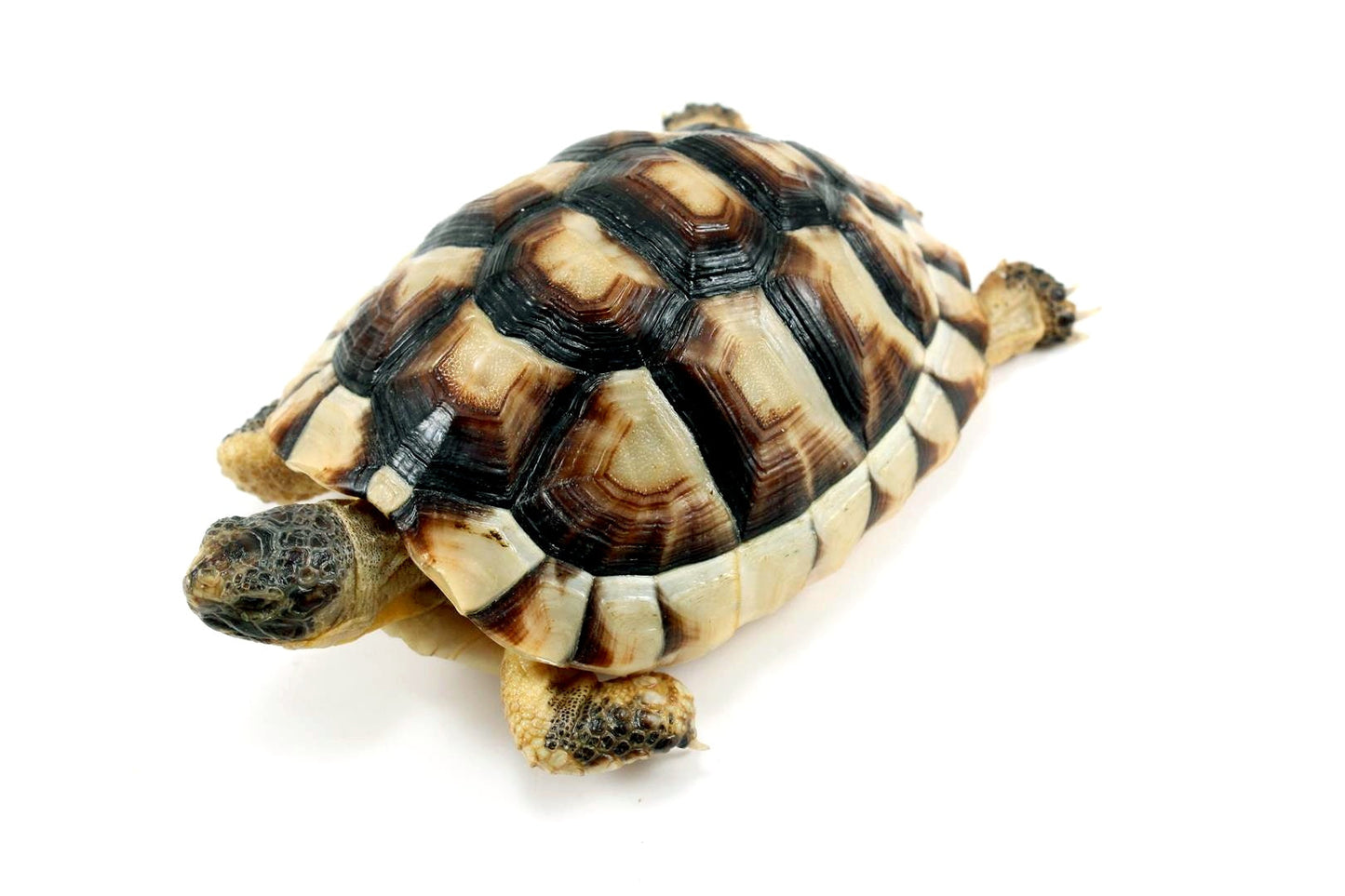 Marginated Tortoise All Reptiles