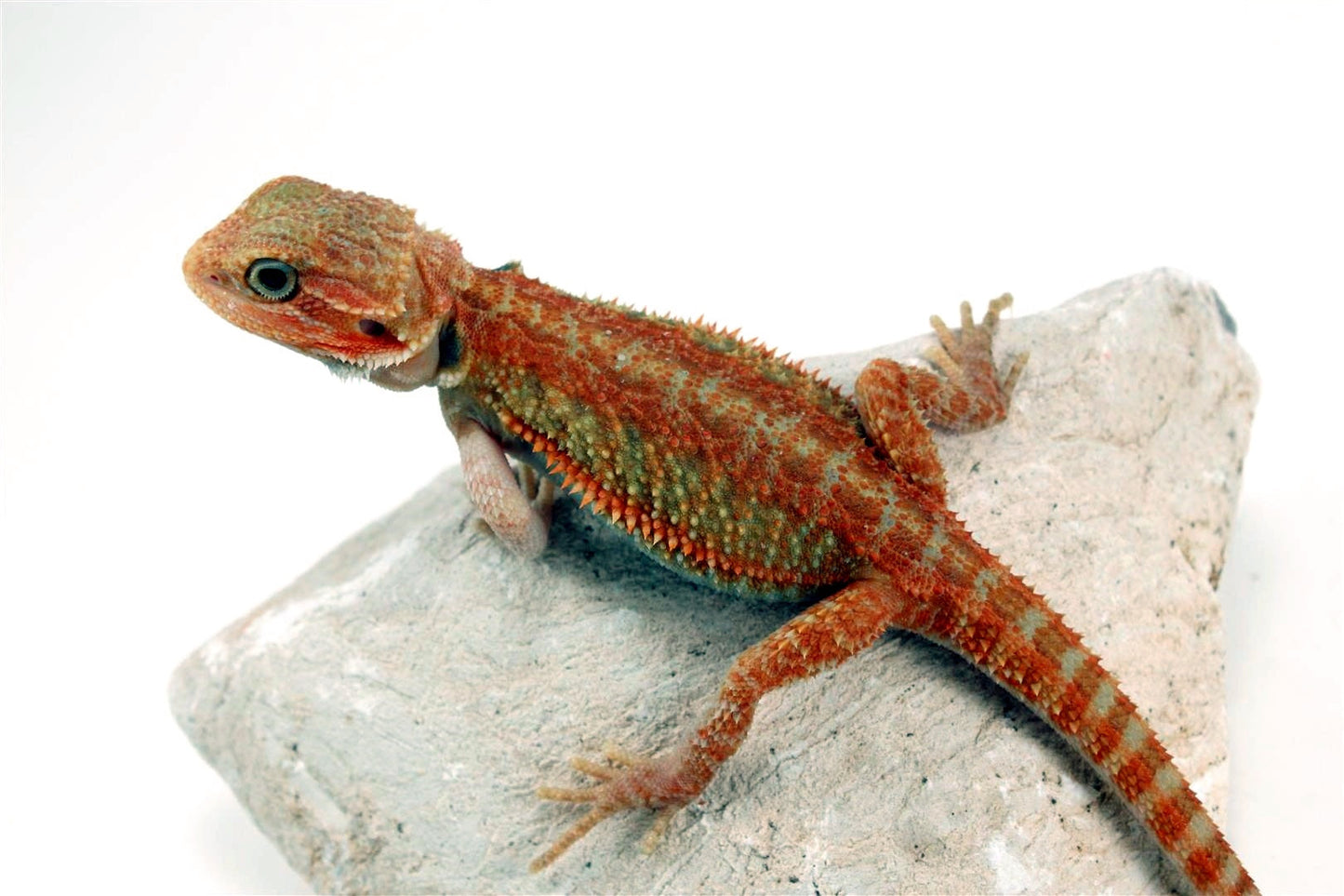 High Orange Hypo Translucent Bearded Dragon All Reptiles