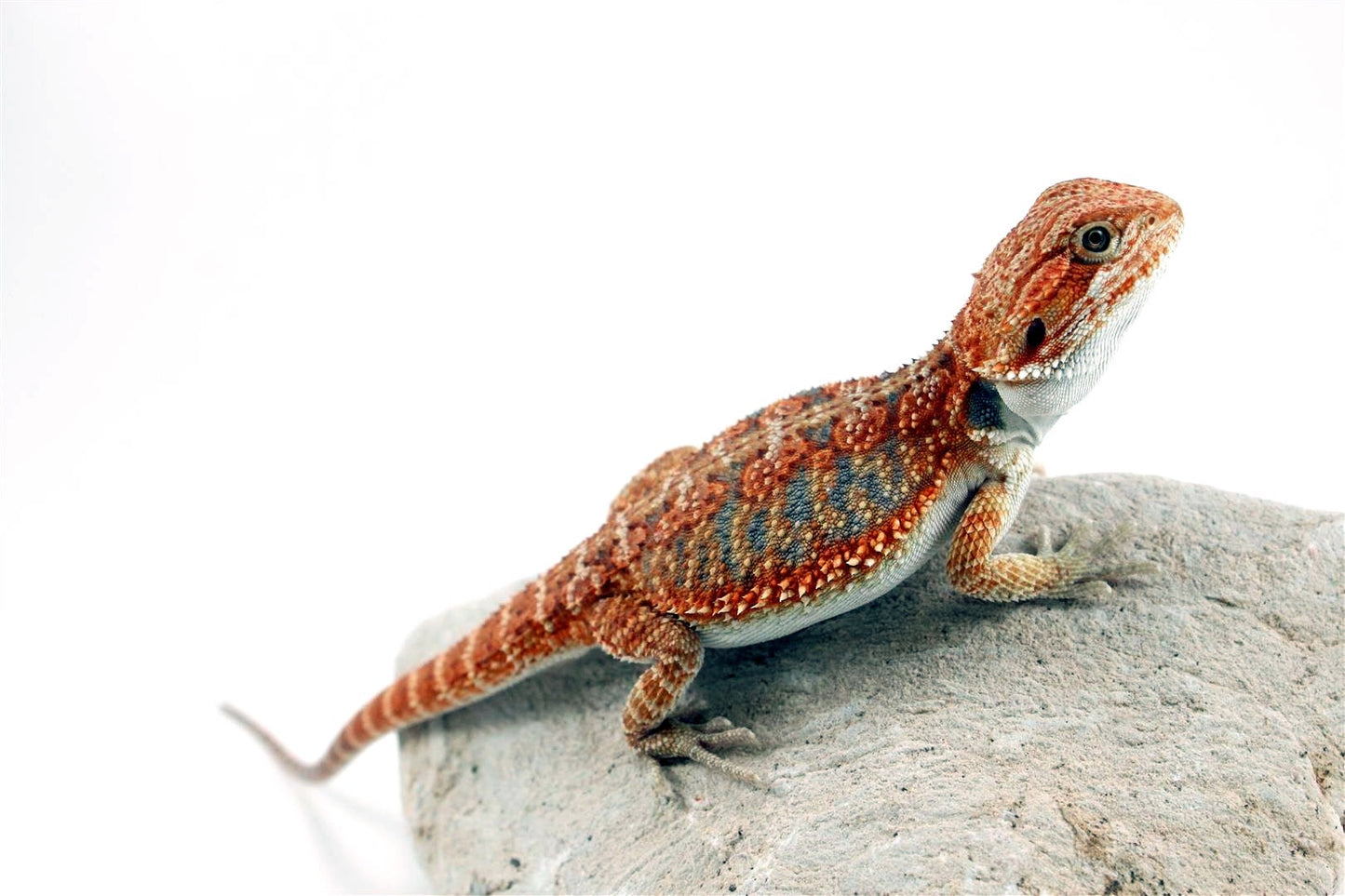 Hypo High Orange Citrus Bearded Dragon All Reptiles