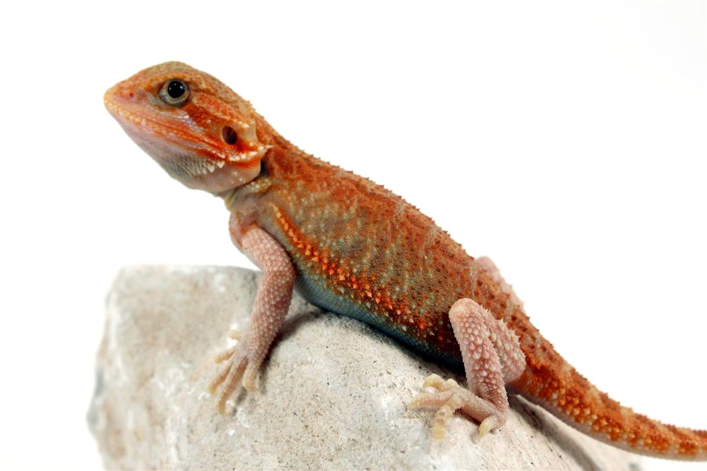 High Orange Hypo Translucent Bearded Dragon All Reptiles