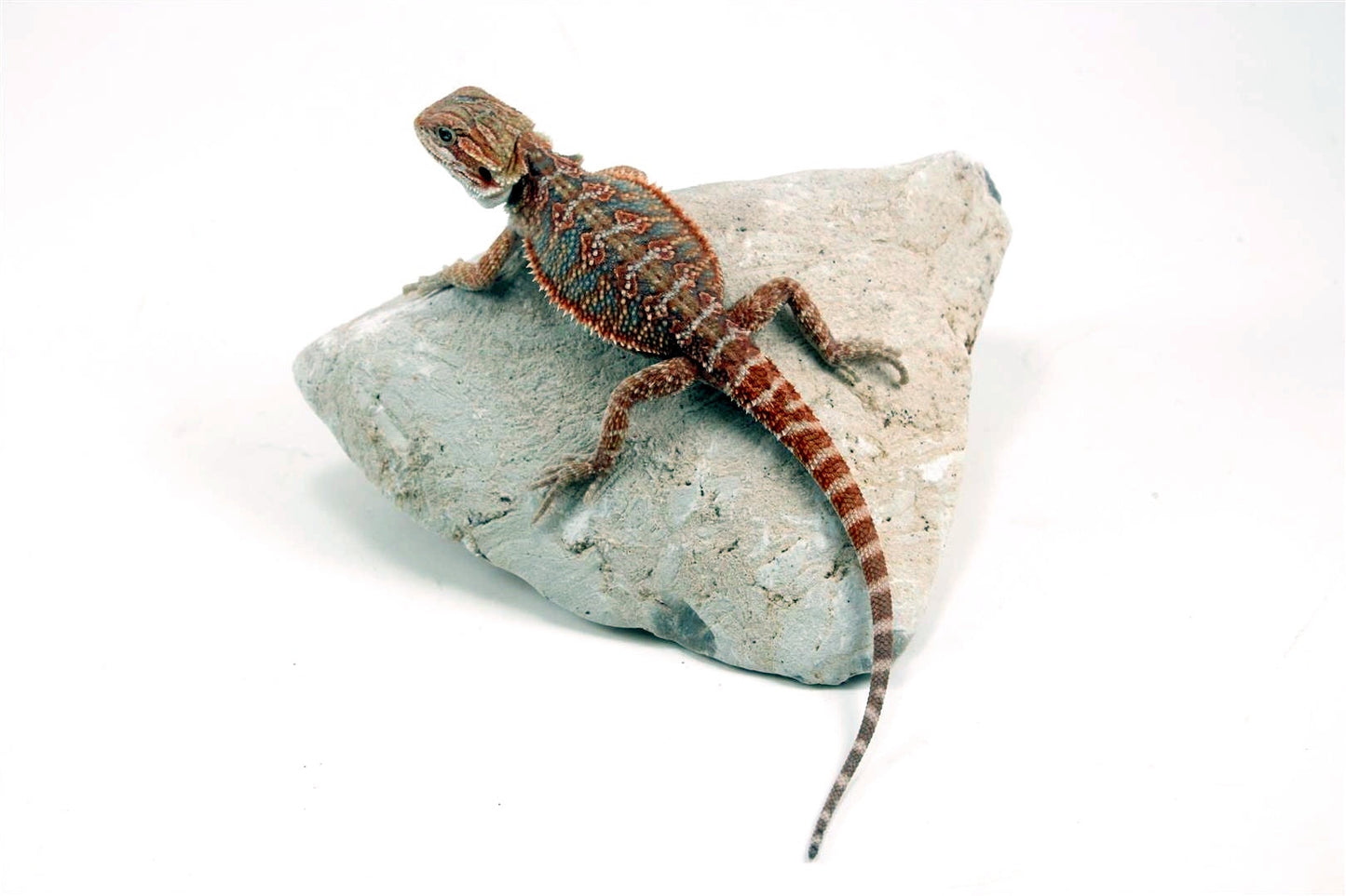 Hypo Orange Bearded Dragon - Blue Line All Reptiles