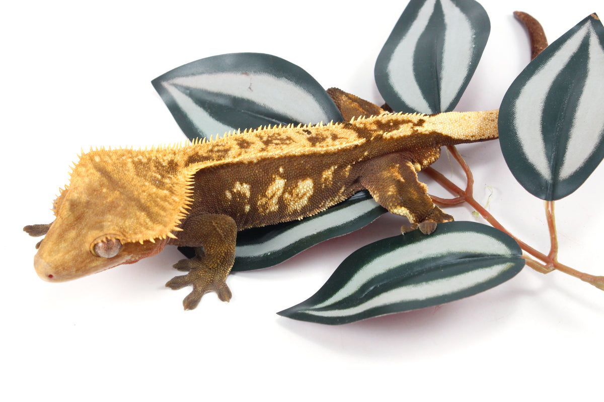 Harlequin Crested Gecko