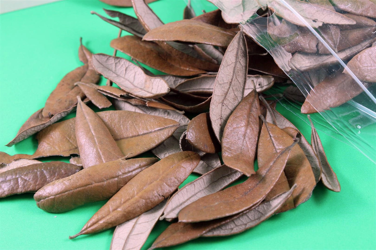 Live Oak Leaf Litter NewCal