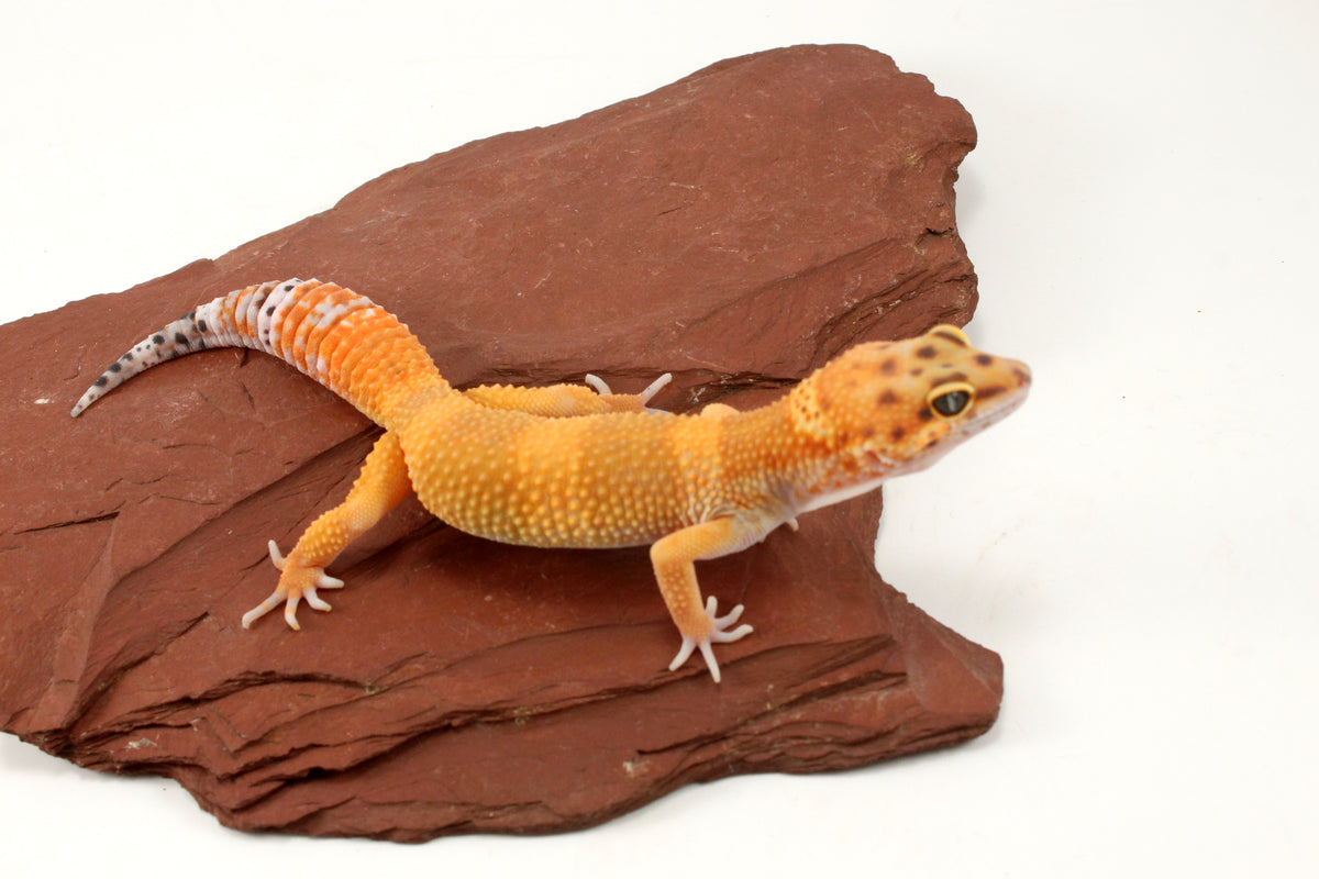 Tangerine Tornado Leopard Gecko
