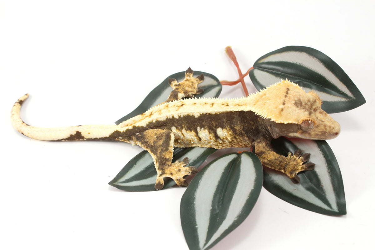 Chocolate Extreme Harlequin Crested Gecko