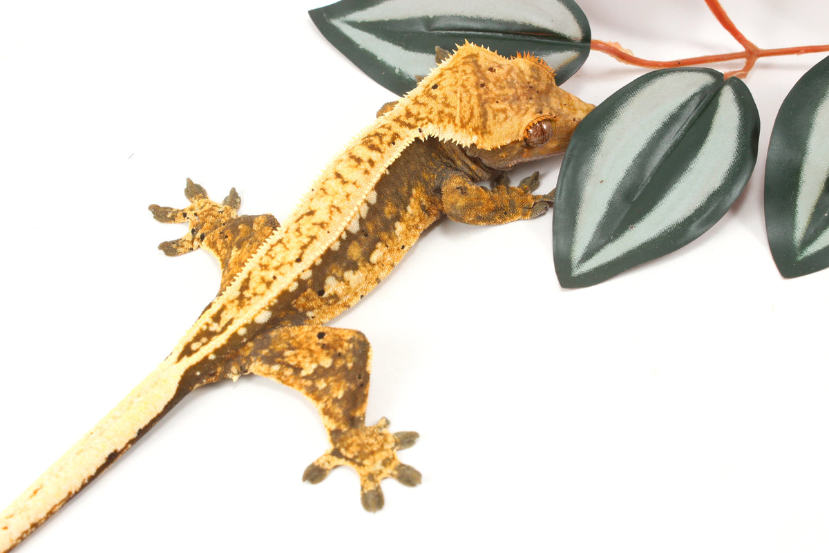 Splotched Tangerine Tricolor Crested Gecko