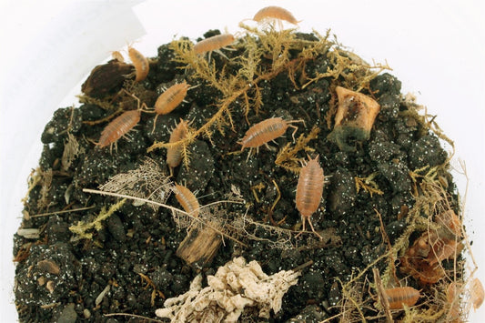 Isopods (Powder Oranges) All Reptiles