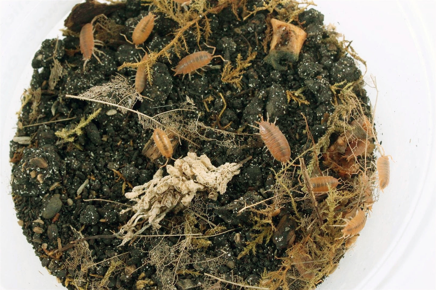 Isopods (Powder Oranges) All Reptiles