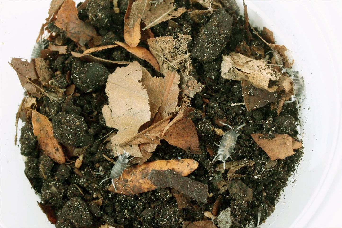 Isopods (Powder Oreo Crumble) All Reptiles