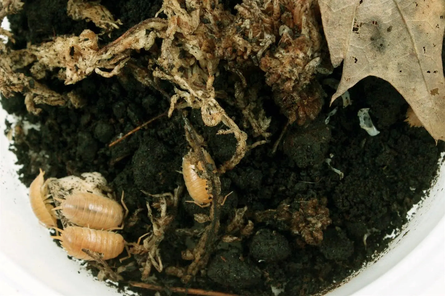 Isopods (Laevis Orange) All Reptiles