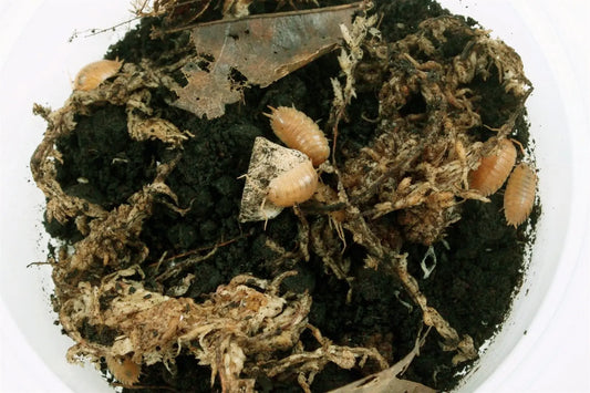 Isopods (Laevis Orange) All Reptiles