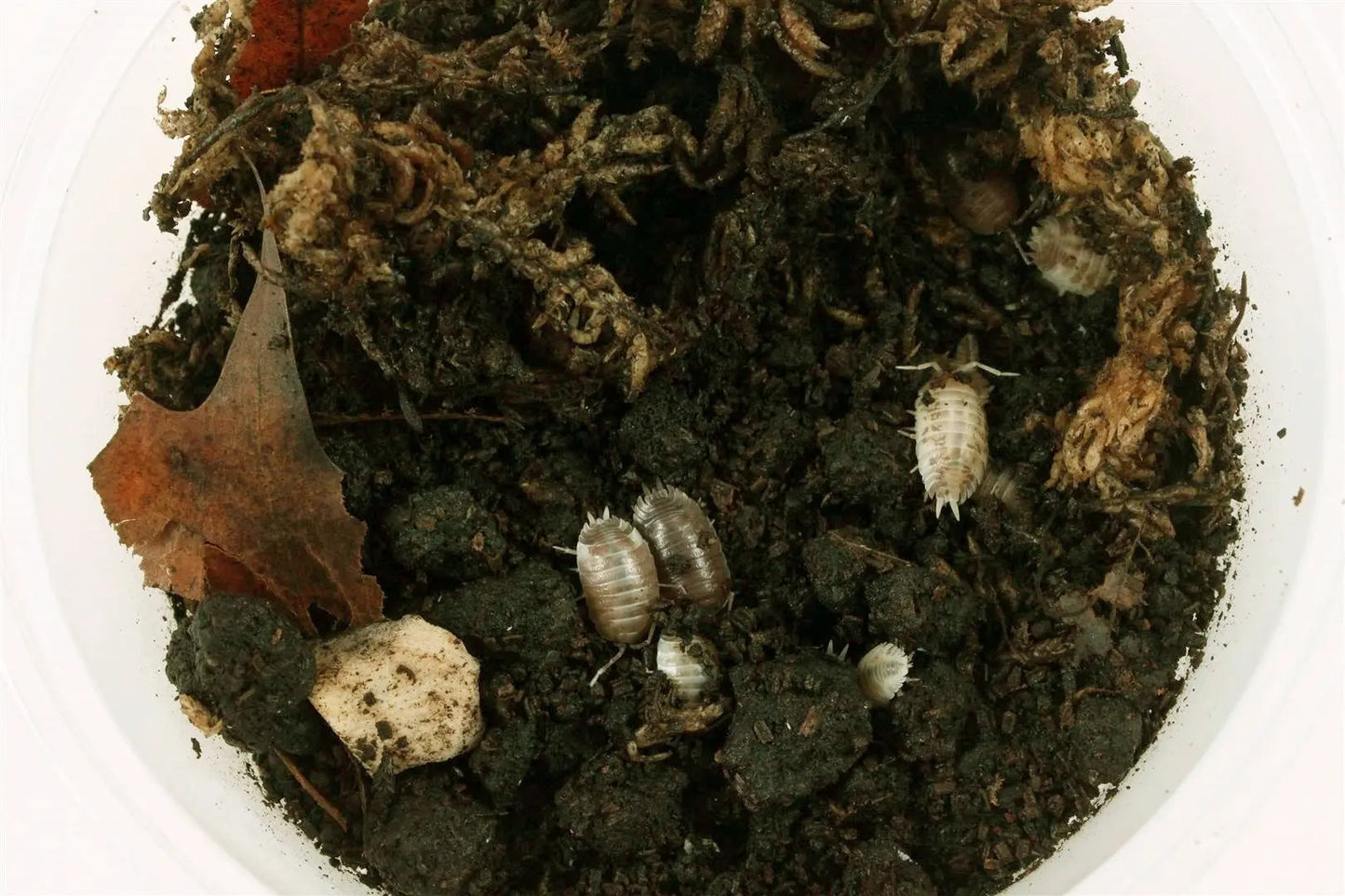 Isopods (Laevis Milkback) All Reptiles