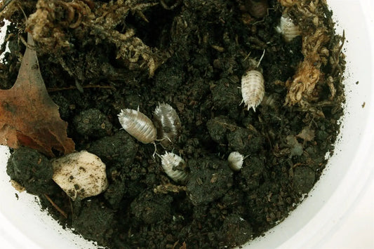 Isopods (Laevis Milkback) All Reptiles