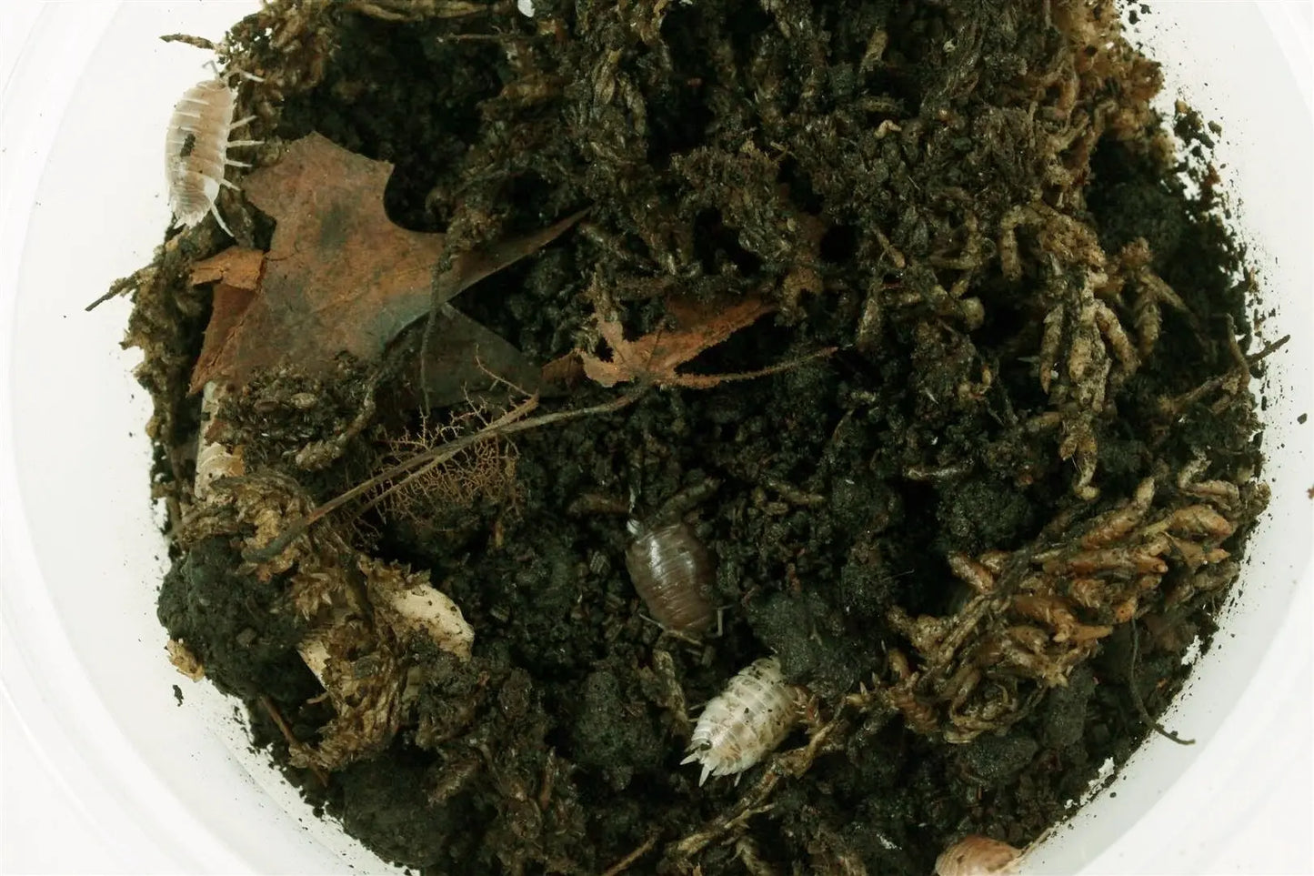 Isopods (Laevis Milkback) All Reptiles