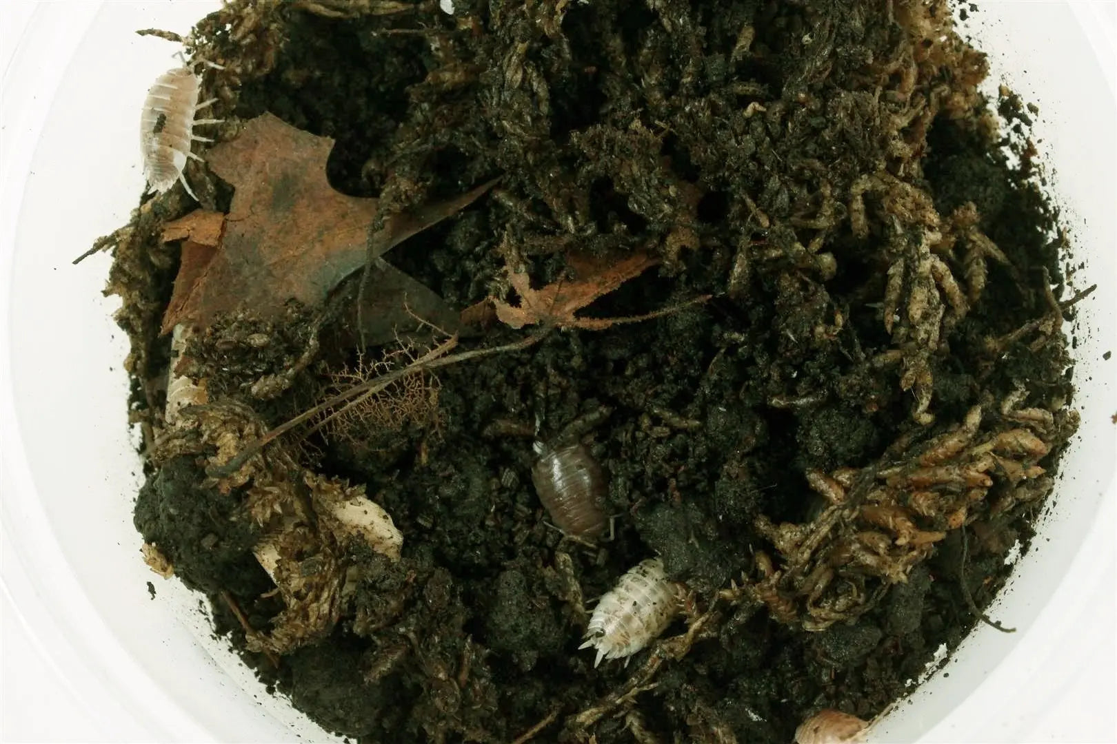 Isopods (Laevis Milkback) All Reptiles