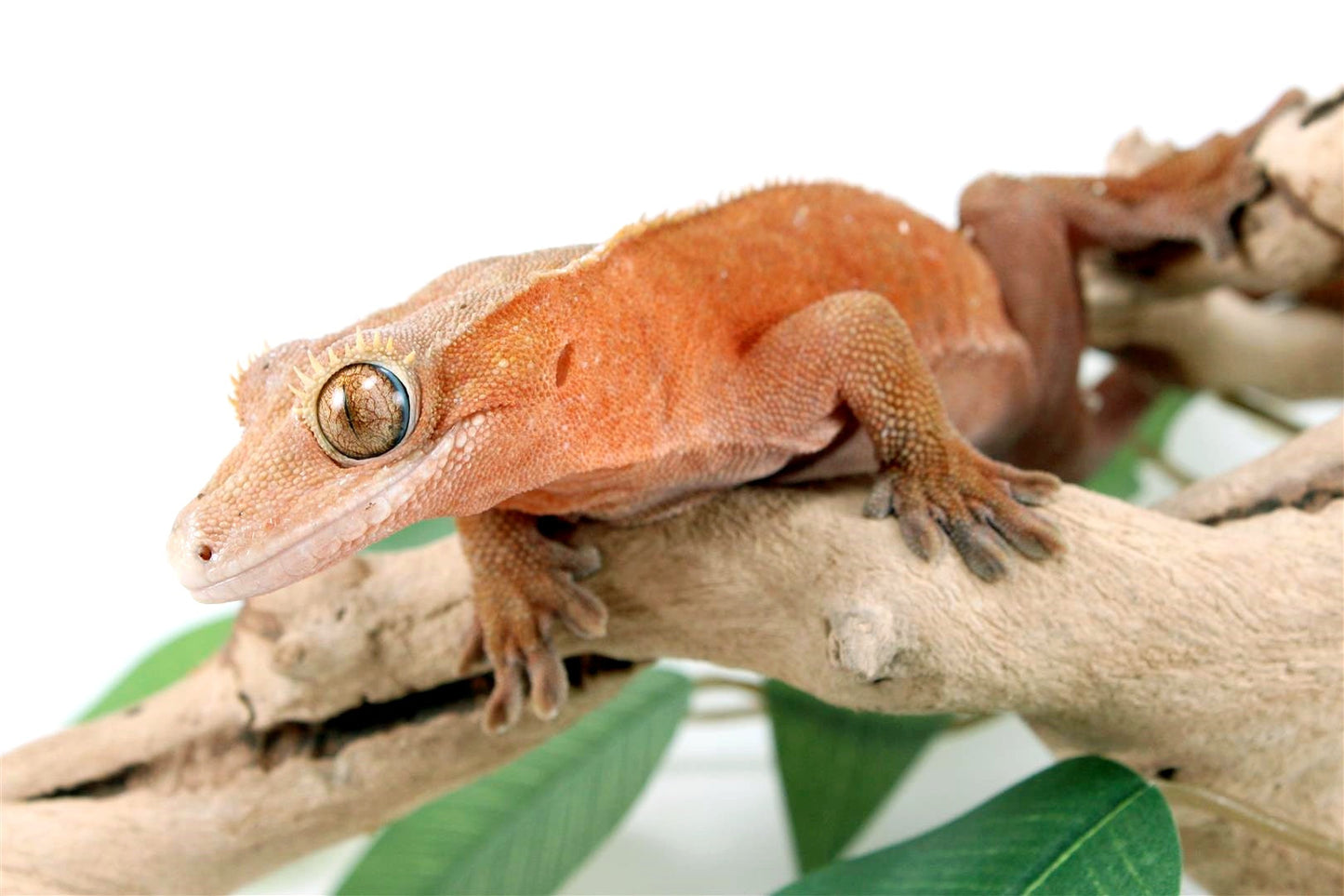 Red Bicolor Patternless Crested Gecko All Reptiles