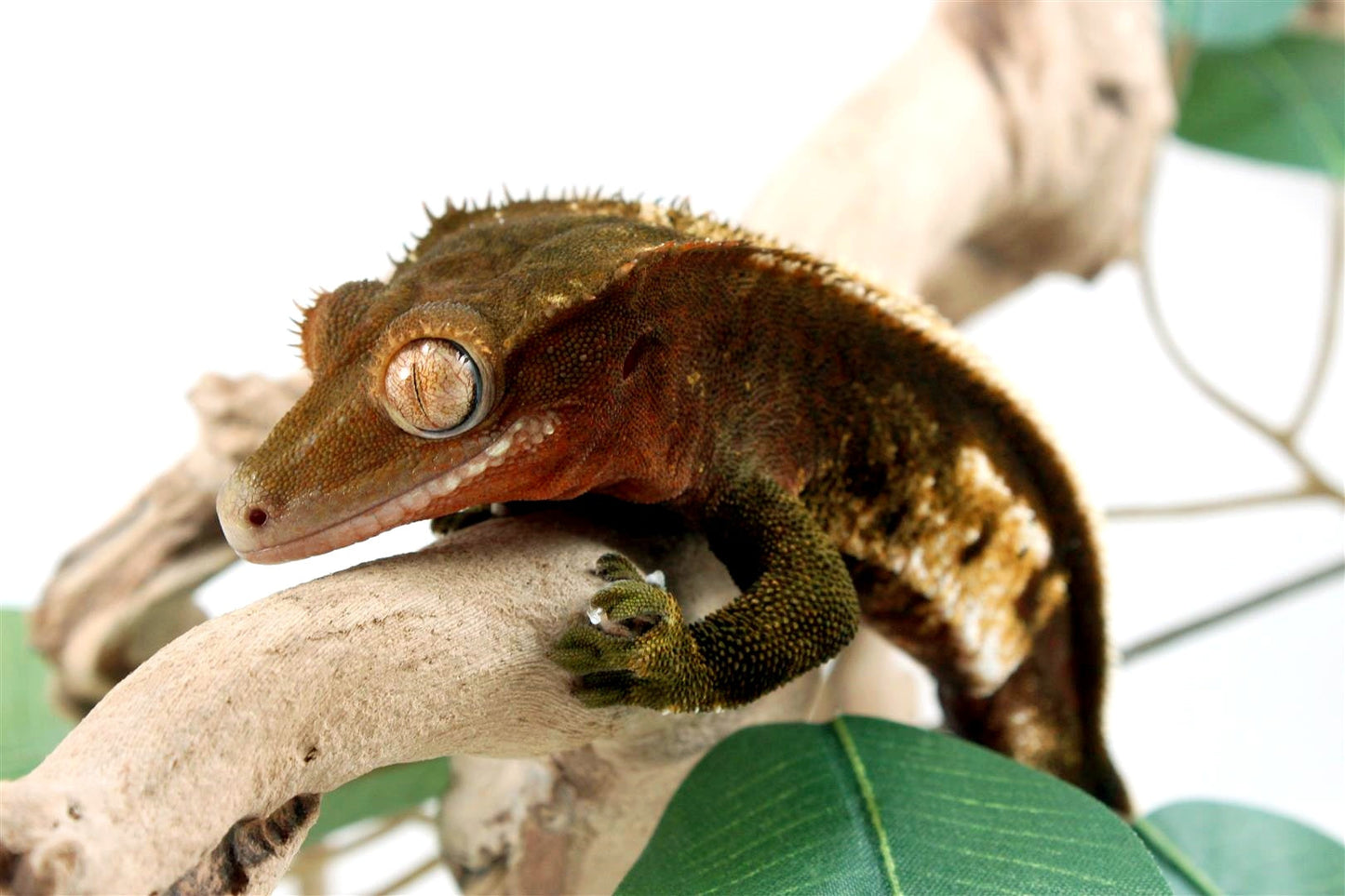 Chocolate Pinstripe White Knee Crested Gecko All Reptiles