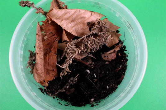 Isopods (White Dwarf Tropicals) All Reptiles