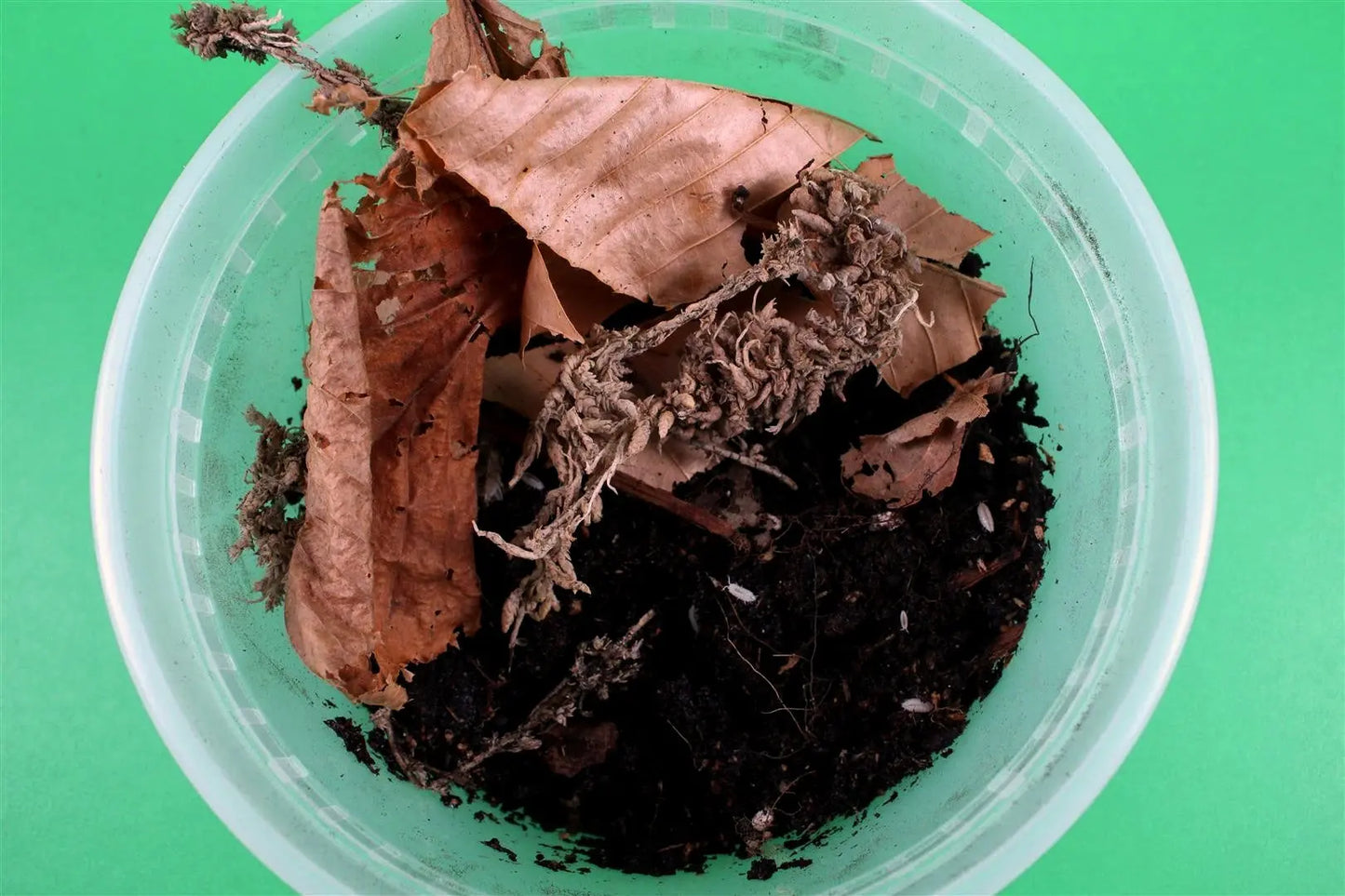 Isopods (White Dwarf Tropicals) All Reptiles