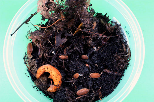 Isopods (Scaber Oranges) All Reptiles