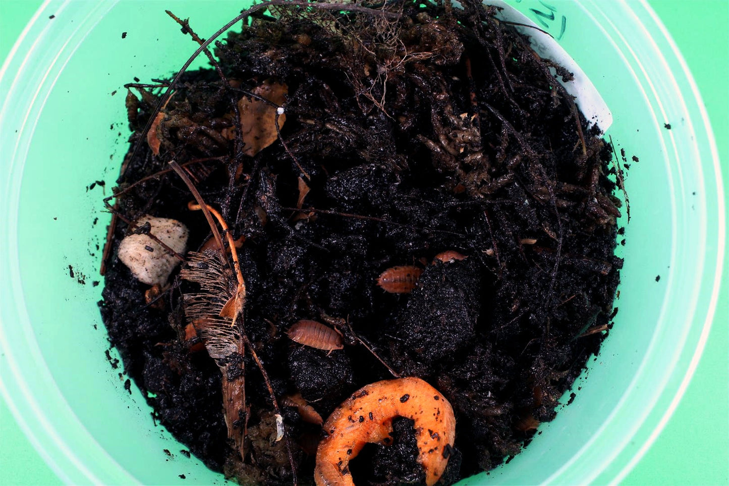 Isopods (Scaber Oranges) All Reptiles