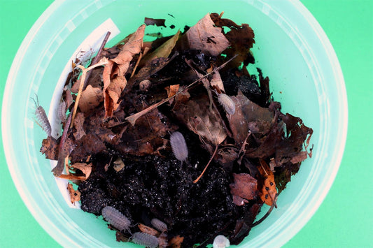 Isopods (Peracca's Pill) All Reptiles