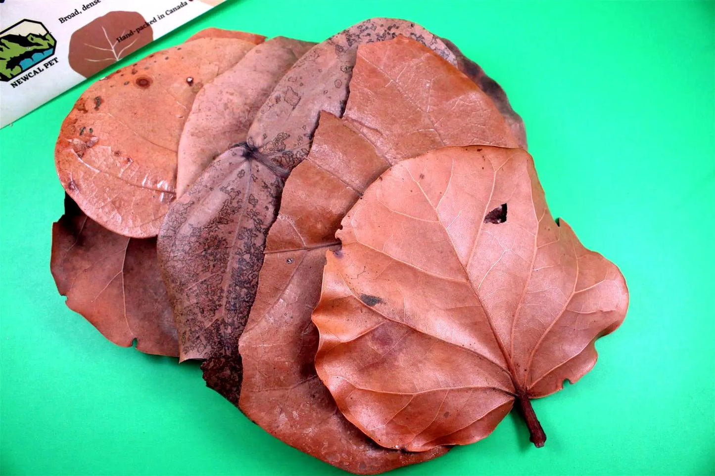 Sea Grape Leaves All Reptiles
