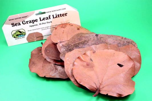 Sea Grape Leaves All Reptiles