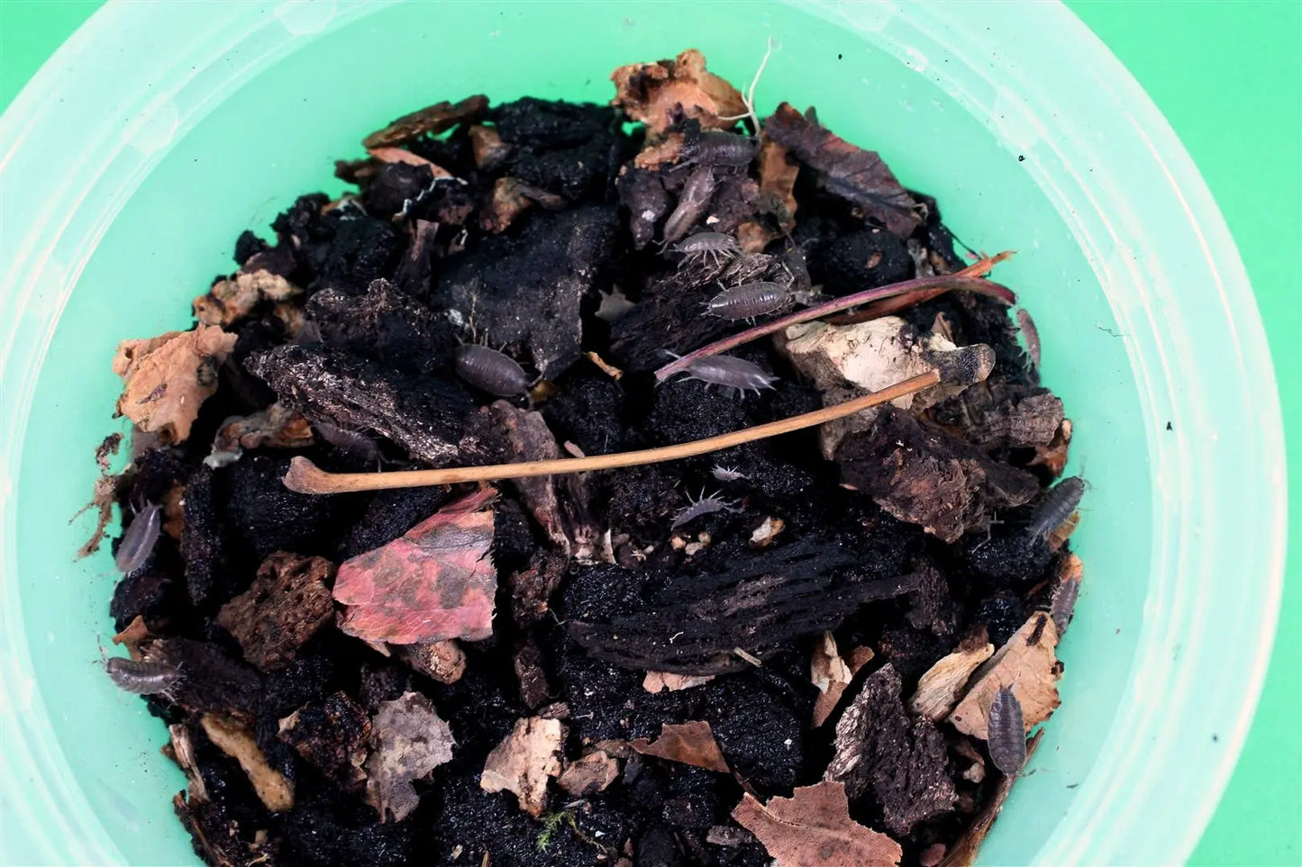 Isopods (Powder Blues) All Reptiles