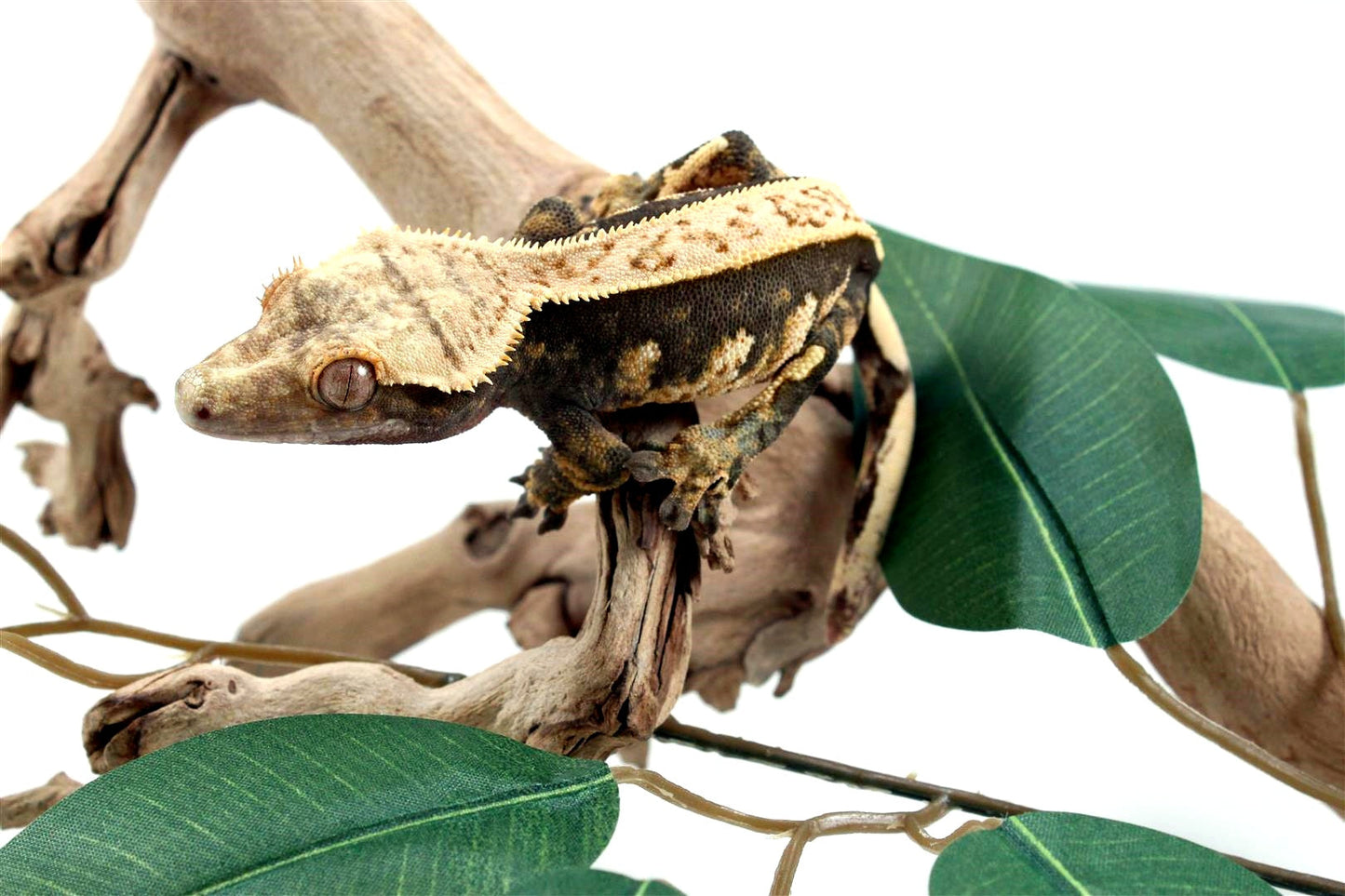 Harlequin Whitewall Crested Gecko All Reptiles