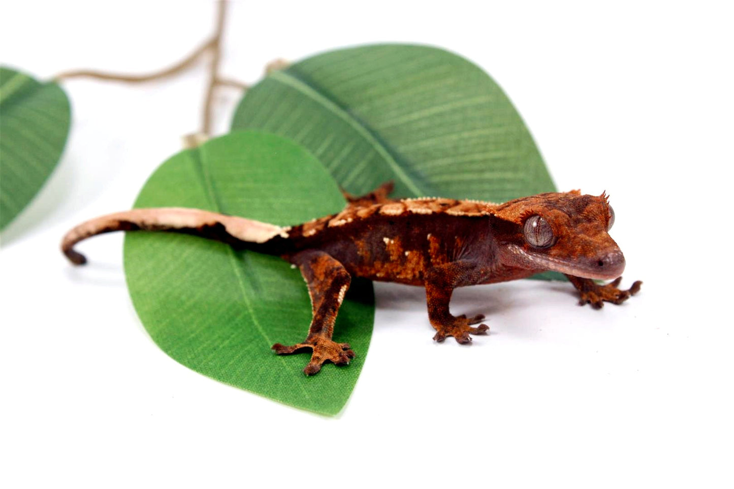 Fire Crested Gecko All Reptiles