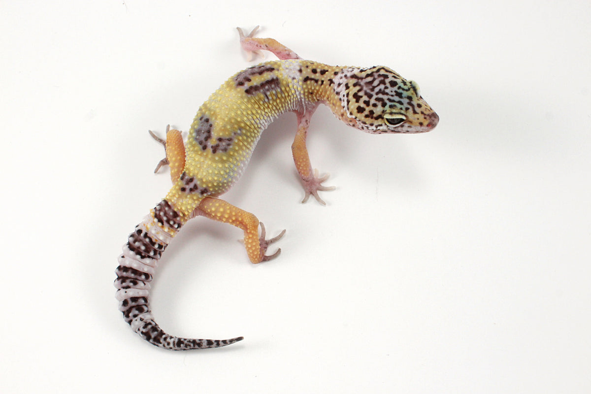 Galaxy X Murphy's Patternless Leopard Gecko
