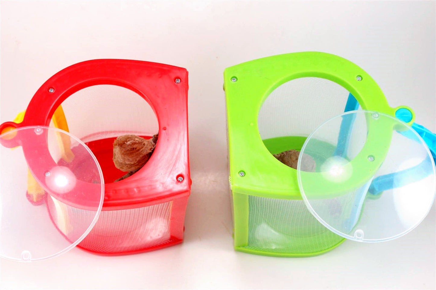 Praying Mantis Egg Sac - Indoors SOLD OUT All Reptiles