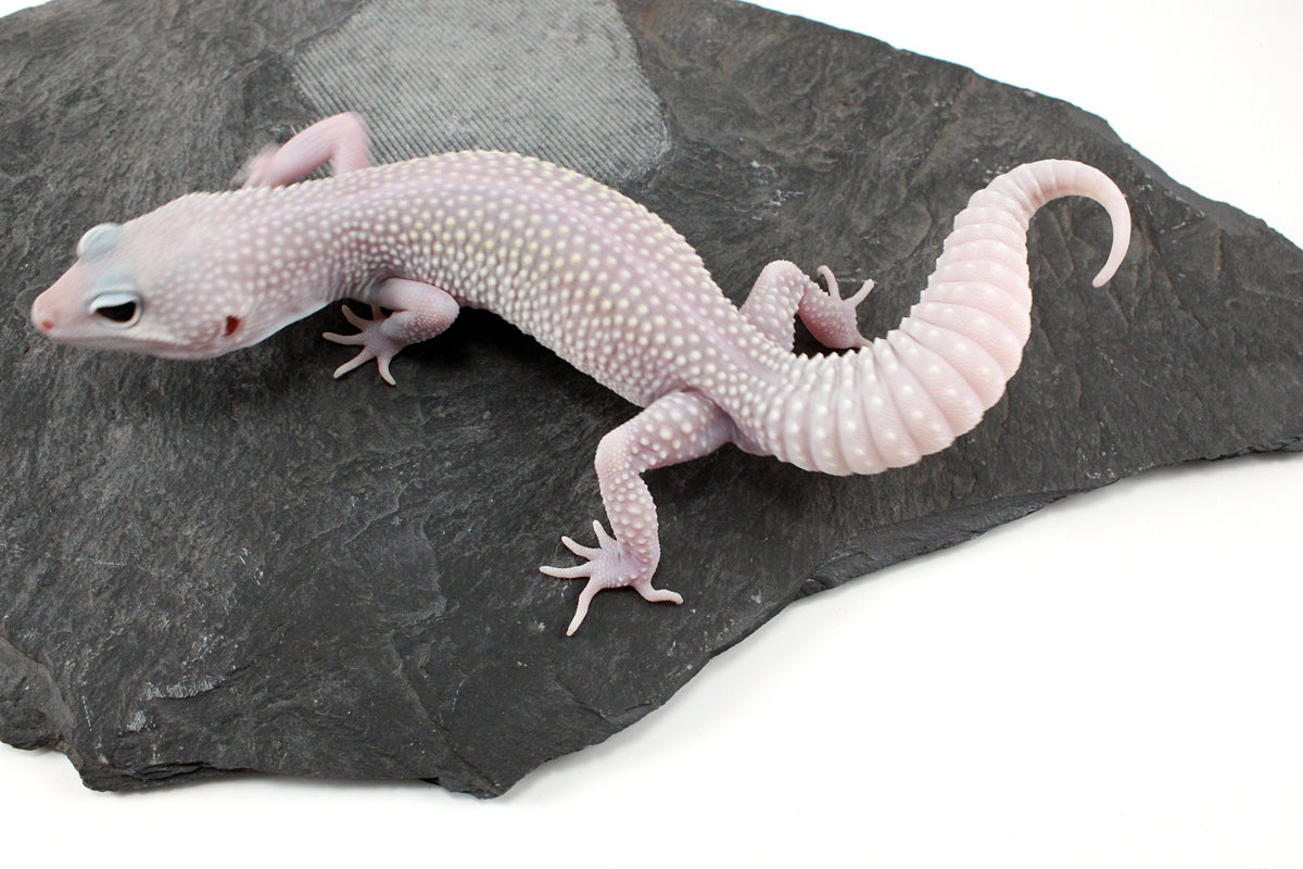 Snow Blizzard Leopard Gecko