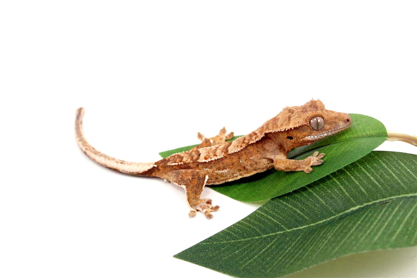 Harlequin White Knee Crested Gecko All Reptiles