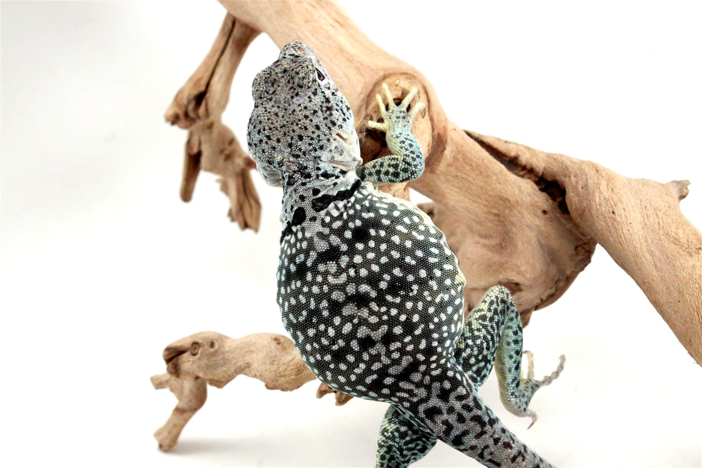 CB Eastern Collared Lizard All Reptiles