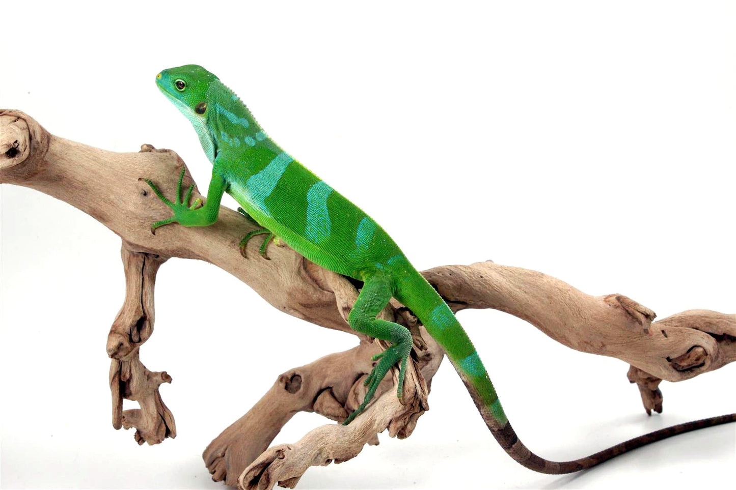 Bonded Pair Fiji Banded Iguanas All Reptiles